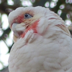 Cacatua tenuirostris at Ainslie, ACT - 5 May 2024 06:01 PM