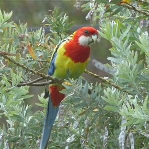 Platycercus eximius at Ainslie, ACT - 28 Nov 2023