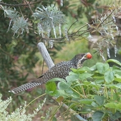 Eudynamys orientalis (Pacific Koel) at Ainslie, ACT - 15 Nov 2023 by Jeanette