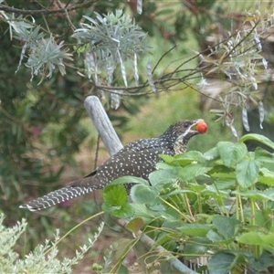 Eudynamys orientalis at Ainslie, ACT - 16 Nov 2023