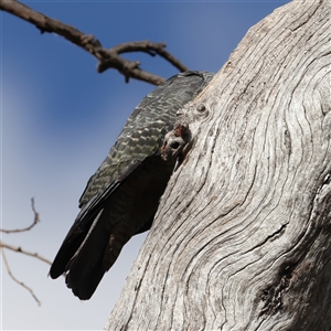 Callocephalon fimbriatum at Ainslie, ACT - suppressed