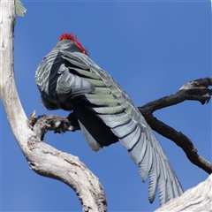 Callocephalon fimbriatum at Ainslie, ACT - suppressed