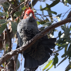 Callocephalon fimbriatum at Ainslie, ACT - suppressed