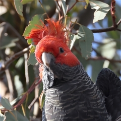 Callocephalon fimbriatum at Ainslie, ACT - suppressed