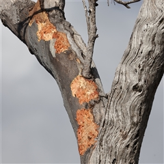 Callocephalon fimbriatum at Ainslie, ACT - suppressed