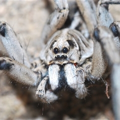 Tasmanicosa sp. (genus) (Tasmanicosa wolf spider) at Uriarra Village, ACT - 4 Nov 2024 by Harrisi
