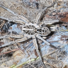 Tasmanicosa sp. (genus) at Uriarra Village, ACT - 4 Nov 2024