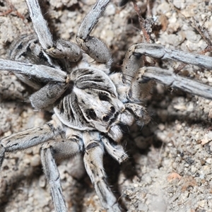 Tasmanicosa sp. (genus) at Uriarra Village, ACT - 4 Nov 2024