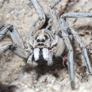 Tasmanicosa sp. (genus) at Uriarra Village, ACT - 4 Nov 2024