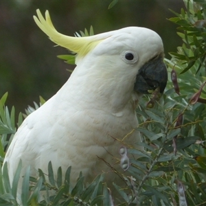 Cacatua galerita at Ainslie, ACT - 28 Nov 2023