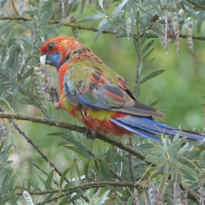 Platycercus elegans (Crimson Rosella) at Ainslie, ACT - 28 Nov 2023 by Jeanette