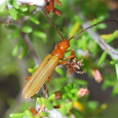 Syllitus sp. (genus) (Syllitus longhorn beetle) at Tharwa, ACT - 4 Nov 2024 by Harrisi