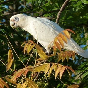 Cacatua sanguinea at Ainslie, ACT - 30 Jan 2024