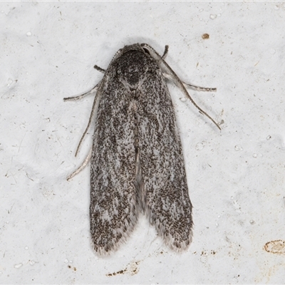 Agriophara (genus) (A Flat-bodied moth (Depressidae) at Melba, ACT - 2 Nov 2024 by kasiaaus