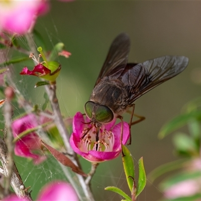 Dasybasis sp. (genus) (A march fly) at Penrose, NSW - 3 Nov 2024 by Aussiegall