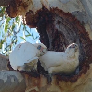 Cacatua sanguinea at Ainslie, ACT - 6 May 2024