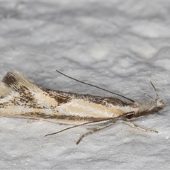 Thema macroscia (A concealer moth) at Melba, ACT - 2 Nov 2024 by kasiaaus