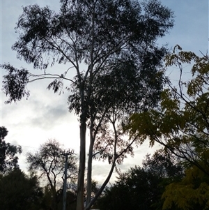 Eucalyptus sp. at Ainslie, ACT - 5 May 2024 06:02 PM