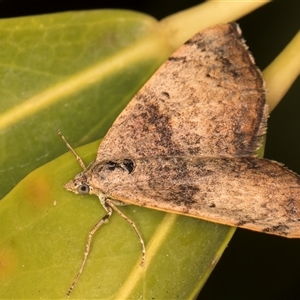 Chrysolarentia mecynata at Melba, ACT - 2 Nov 2024