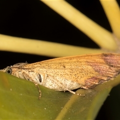 Chrysolarentia mecynata at Melba, ACT - 2 Nov 2024 10:44 PM