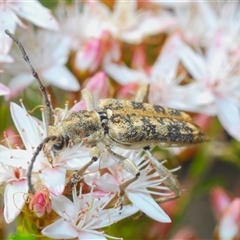 Pempsamacra dispersa (Longhorn beetle) at Tharwa, ACT - 4 Nov 2024 by Harrisi