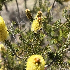 Unidentified Bee (Hymenoptera, Apiformes) at Bonython, ACT - 3 Nov 2024 by GG