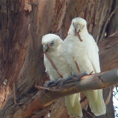 Cacatua sanguinea (Little Corella) at Dickson, ACT - 19 Feb 2024 by Jeanette