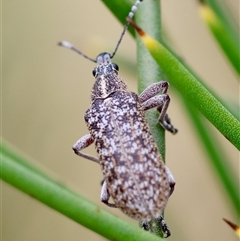 Pachyura australis (Belid weevil) at Mongarlowe, NSW - 4 Nov 2024 by LisaH