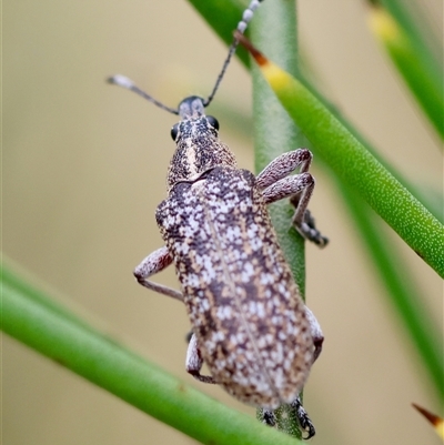 Unidentified Weevil (Curculionoidea) at Mongarlowe, NSW - 4 Nov 2024 by LisaH