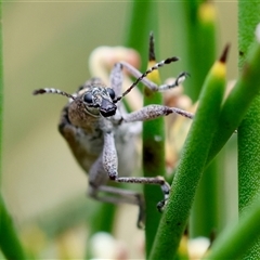 Pachyura australis at Mongarlowe, NSW - 4 Nov 2024