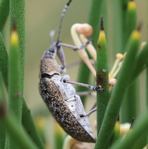 Pachyura australis at Mongarlowe, NSW - 4 Nov 2024