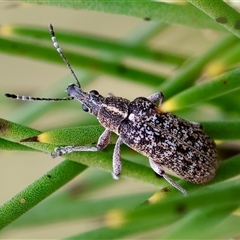 Pachyura australis at Mongarlowe, NSW - 4 Nov 2024