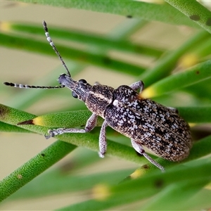 Pachyura australis at Mongarlowe, NSW - 4 Nov 2024