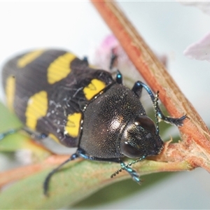 Castiarina inconspicua at Uriarra Village, ACT - 4 Nov 2024