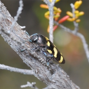 Castiarina inconspicua at Uriarra Village, ACT - 4 Nov 2024