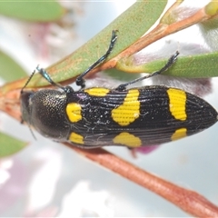 Castiarina inconspicua at Uriarra Village, ACT - 4 Nov 2024