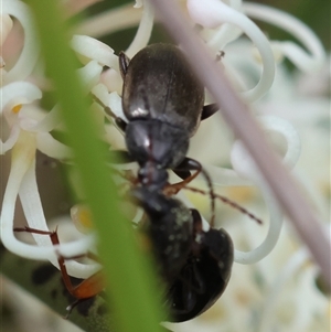 Lepturidea sp. (genus) at suppressed - 4 Nov 2024