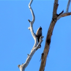 Artamus cyanopterus (Dusky Woodswallow) at Capertee, NSW - 6 Oct 2024 by ScottandMandy