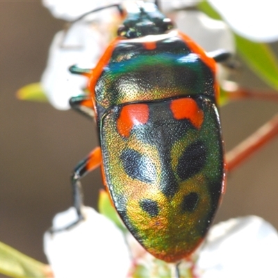 Scutiphora pedicellata (Metallic Jewel Bug) at Uriarra Village, ACT - 4 Nov 2024 by Harrisi