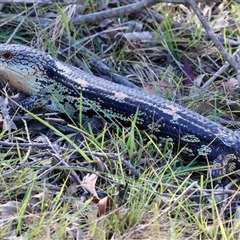 Tiliqua nigrolutea at Northangera, NSW - 4 Nov 2024