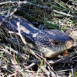 Tiliqua nigrolutea at Northangera, NSW - suppressed