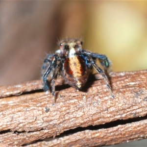 Maratus watagansi at Acton, ACT - 3 Nov 2024