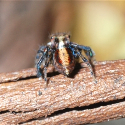 Maratus watagansi (Rainforest Peacock Spider) at Acton, ACT - 3 Nov 2024 by Harrisi