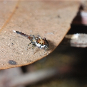 Maratus watagansi at Acton, ACT - 3 Nov 2024