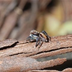 Maratus watagansi at Acton, ACT - 3 Nov 2024