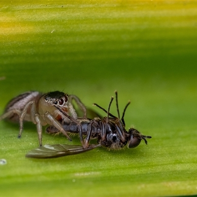 Maratus scutulatus (A jumping spider) at Penrose, NSW - 3 Nov 2024 by Aussiegall