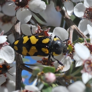 Castiarina octospilota at Acton, ACT - 3 Nov 2024 03:53 PM