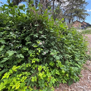 Rubus anglocandicans at Pialligo, ACT - 3 Nov 2024 02:19 PM