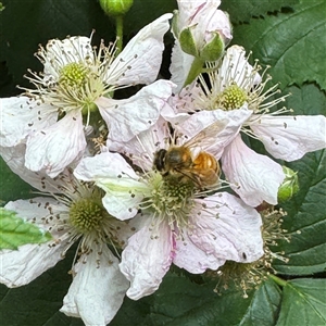 Rubus anglocandicans at Pialligo, ACT - 3 Nov 2024 02:19 PM