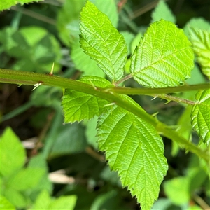 Rubus anglocandicans at Pialligo, ACT - 3 Nov 2024 02:19 PM